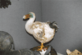 2004dodo